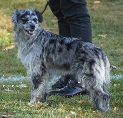Jade-bleue de l'estive de lujat