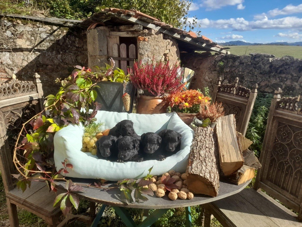 Chiot Berger des Pyrenees à face rase Des Monts Du Nord